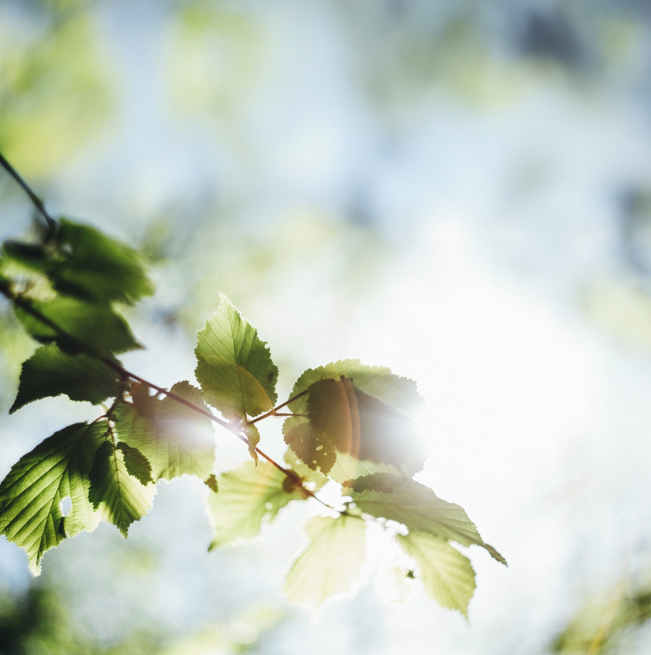 Das Bild zeigt die Blätter eines Haselnussstrauchs als Symbol für die Umwelt.