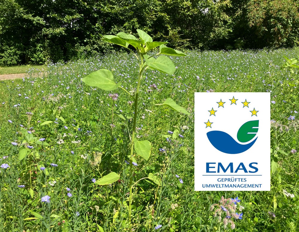 Anlage einer Wildblumenwiese auf mehr als 500 Quadratmetern zur Förderung der Artenvielfalt in der LWL-Klinik Hamm