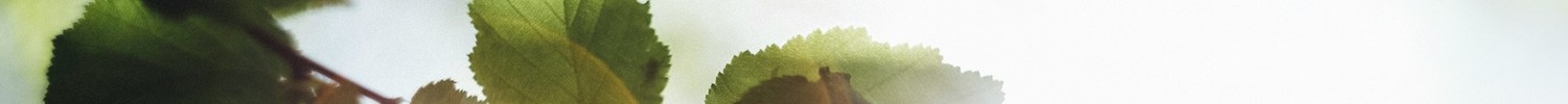 Das Bild zeigt die Blätter eines Haselnussstrauchs als Symbol für die Umwelt.